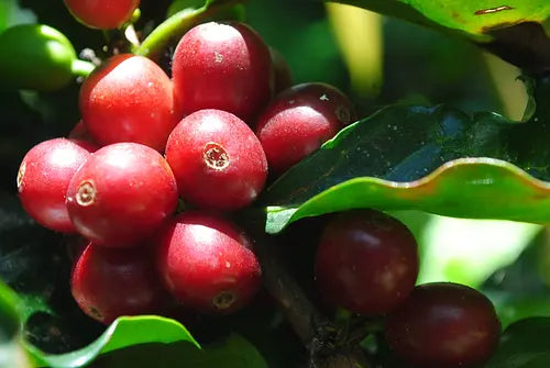 Pesca - Special Edition