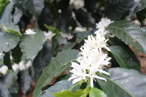 Pesca - Special Edition