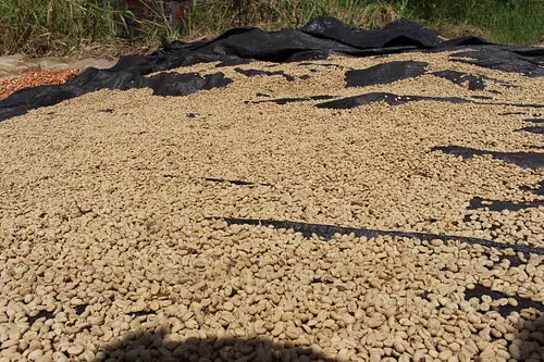 Pesca - Special Edition