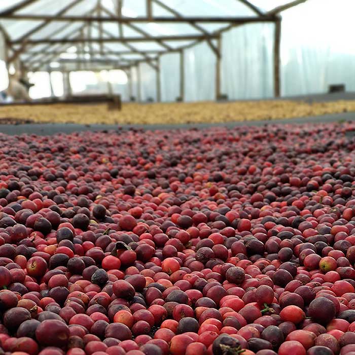 Fazenda Dutra, Brasilien, 100% Arabica