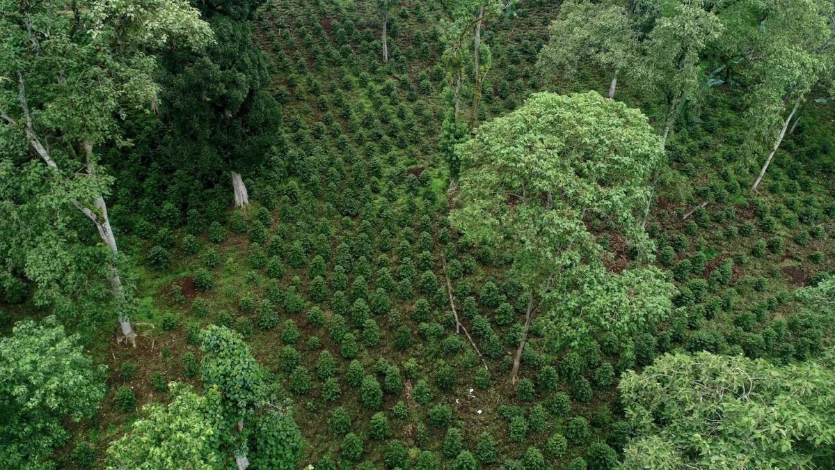 Shantawene, Äthiopien, 100% Arabica