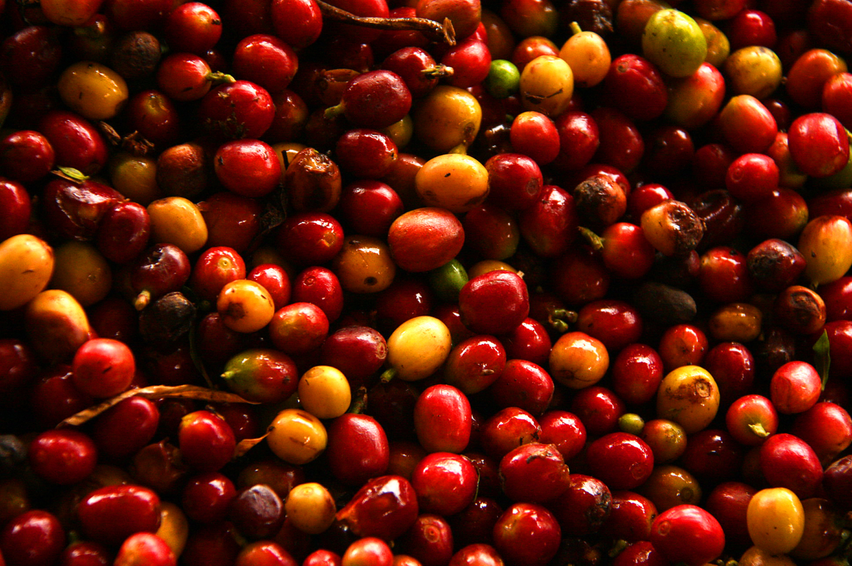 Colombia Finca El Paraiso Cinnamon