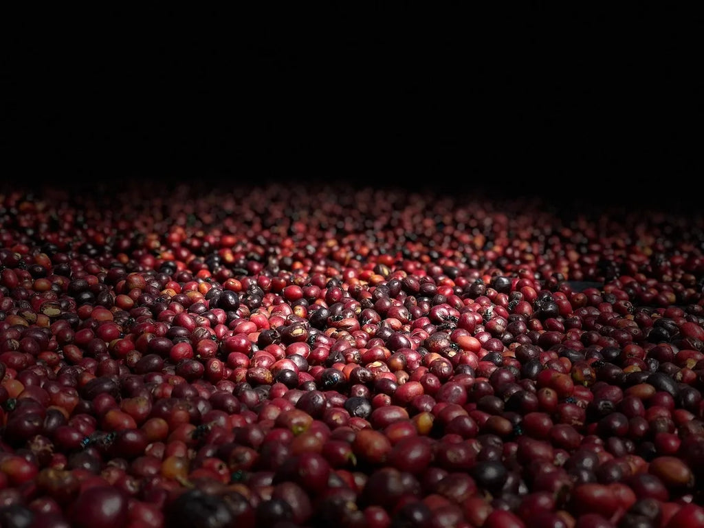 Shantawene, Äthiopien, 100% Arabica